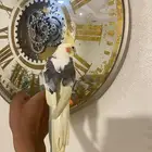 ذكر كروان لاتينو مكتف اليف تم البيع تم البيع