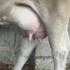 بقرة المانيه خلفه