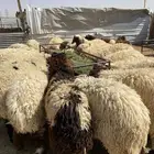 ذبائح طيبه للبيع