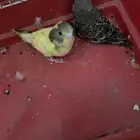 فروخ بادجي