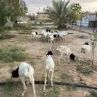 للبيع طليان برابر جذعان مرابي