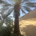 نخل