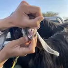 عنز جفره ثنيه
