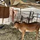 حسيلة طيبه للبيع