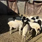 ذبايح برابر مرابي