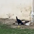 ديك بكستانية سندي العمر 7 شهور