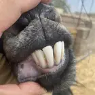 تيس تيوس بهم عوارض