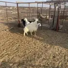 ذبايح تيوس سواكن حريات