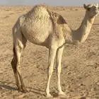 بكره مفروده للبيع