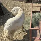 خروف حري فحل