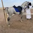 حصان شيخ كفو