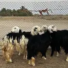 غنم نجد