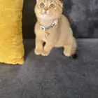 سكوتش فولد قولد انثى