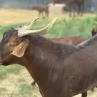 فحل