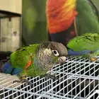 فرخين كنيور بيرلي نوادر