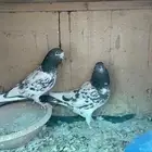 حمام بكستاني تيدي