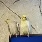 زوج كروان منتج اليف للبيع