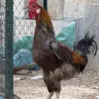 ديك حار