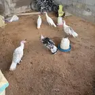 دجاج رومي عدد 9 ( 3 ديوك و6 دجاج )