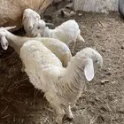 3خرفان 1 رخل