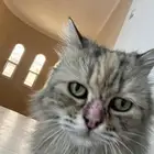 قط بيت مفقود ياليت صاحبه يتواصل معي