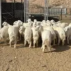 خرفان وبهم