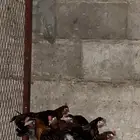 دجاج عربي قديم