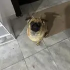 pug for sale 500