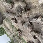 جبب سدر للبيع