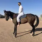 فرس انقليزيه