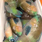 سمك حريد اليوم