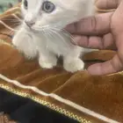 قطط 4 العدد العمر 3 شهور