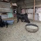 معزى عارضيه