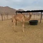 قعدان مفاريد