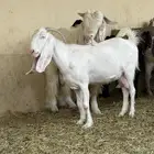 عنز مطوره بيضاء