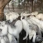 تيوس