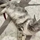 قطه للتبني انثى