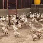 بط بكيني