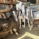 تيوس للبيع