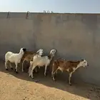 4- سواكن مرابي 3 شهور