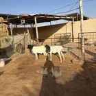 للبيع برابر جرمها طيب