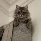 قط للبيع