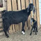 مسوي عليها تيس