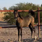 مهر شعبي فاخر