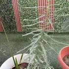 شتله لبخ طولها 3 اشبار تقريبا