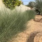 مرخ طازج يقطع عند الطلب