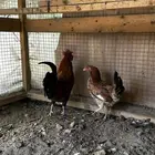دجاج عربي ترثه للبيع