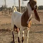 بيعن الله يبارك له معزا ولد مشاريك جروم وحليب