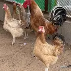 دجاج تركي بياض