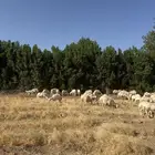 غنم حريات مراح واحد صنف